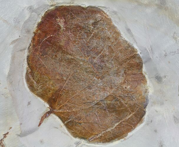Detailed Fossil Leaf (Zizyphoides) - Montana #68305